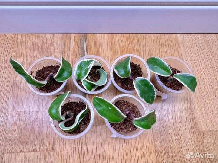 Hoya, хойи,хойя,колекционные 1