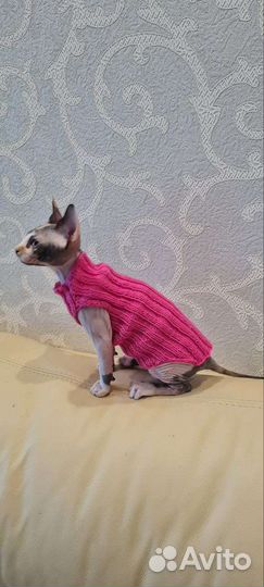 Кофта для котят