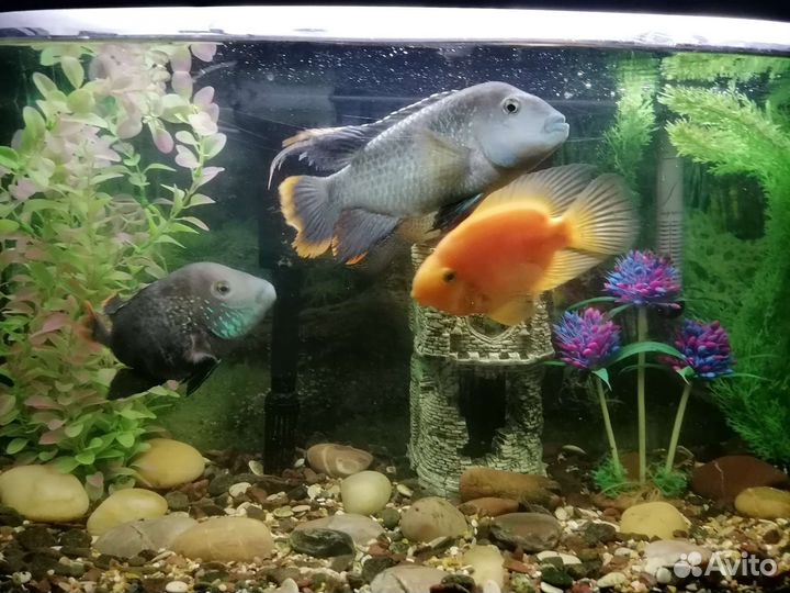 Аквариум с рыбками(акары и попугай)