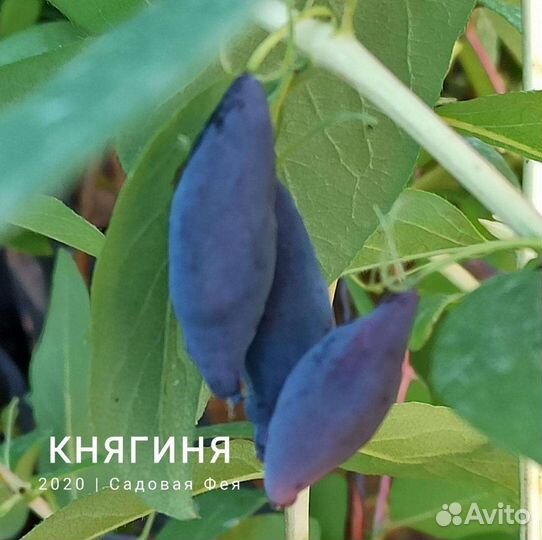 Жимолость плодовая