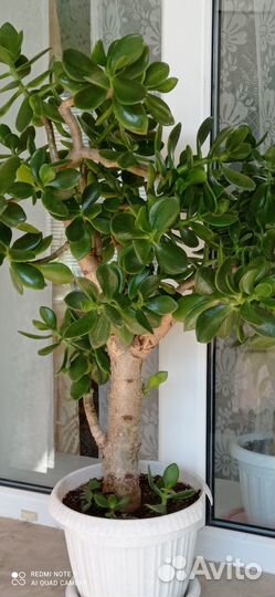 Комнатные растения цветы