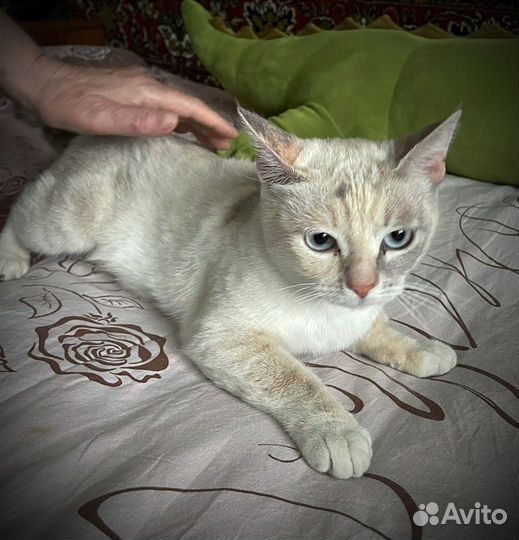 Кошка-мама и её малыши