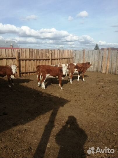 Бычки Телки Герефорд