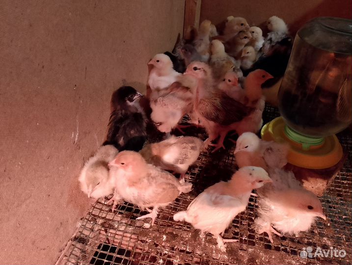 Цыплята Домашние
