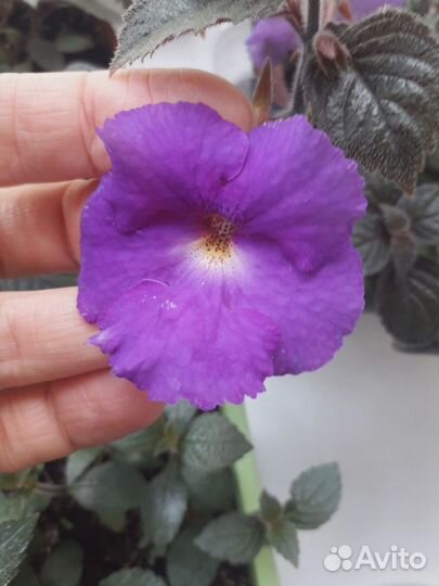 Сортовые Ахименесы