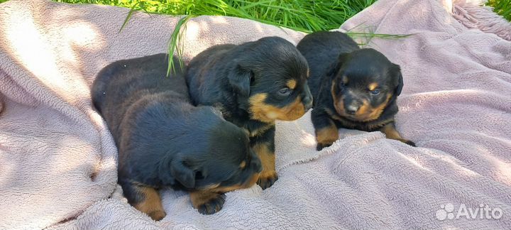Щенки ротвейлера