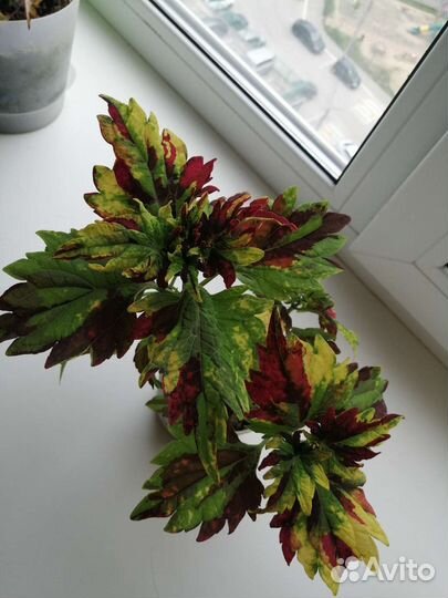 Колеусы сортовые, срез черенка