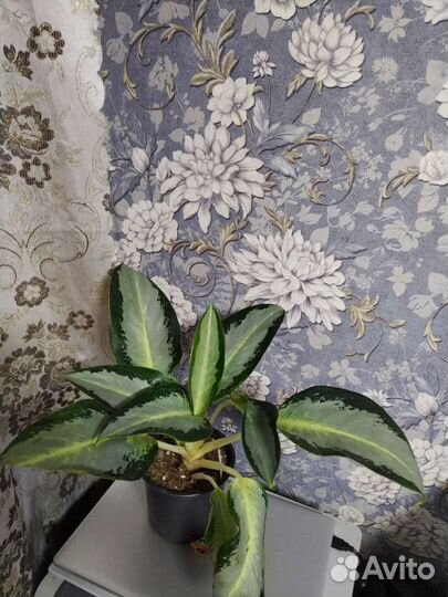 Аглаонема Сильвер Блу