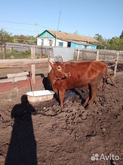 Продадим телочку