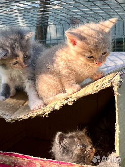 Котята в добрые руки бесплатно