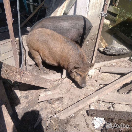 Хряки кармалы