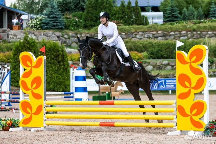 Лошади для занятий конкуром/выездкой/под ребёнка