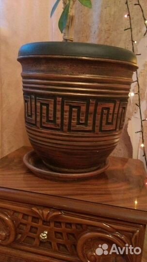 Комнатные цветы шефлера