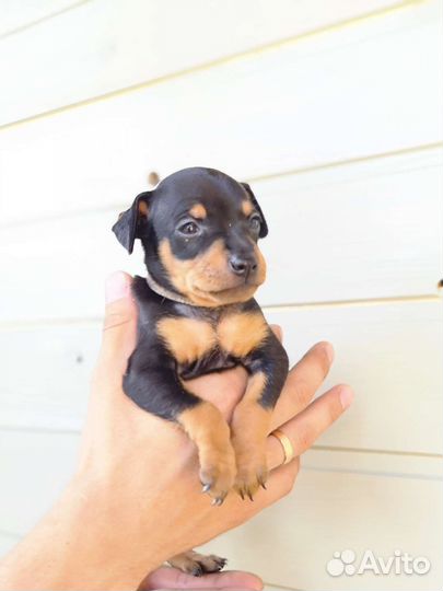 Щенки цвергпинчера