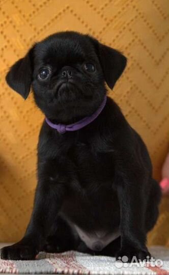 Пти брабансон