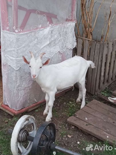 Коза, козел