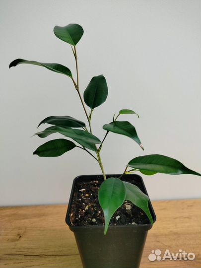 Фикусы бенджамина и эластик черенки