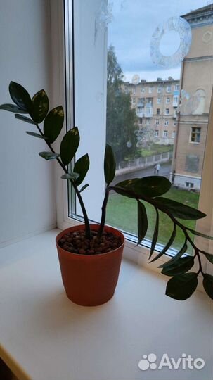 Замиокулькас