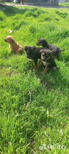 Щенки стаффа