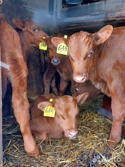 Телята Сименталы и Холмогоры