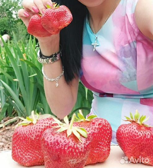 Клубника гигантела