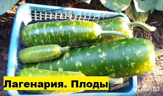 Семена овощей лекарственных плодовых растений