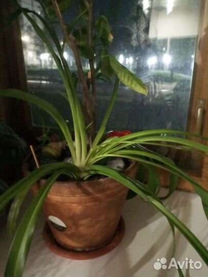 Гемантус, молочай, хлорофитум