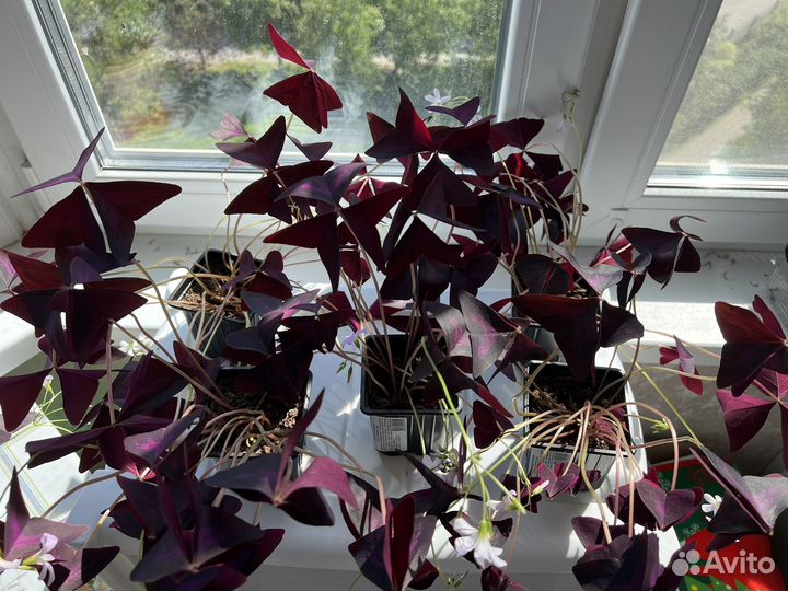 Кислица (оксалис)