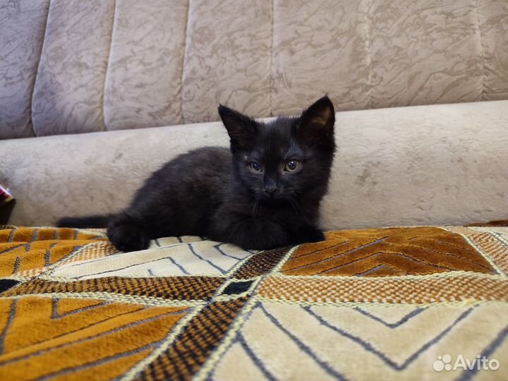 Котëнок девочка