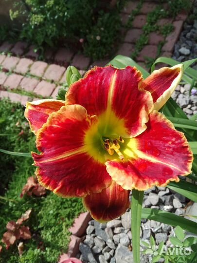 Лилейники, лилии