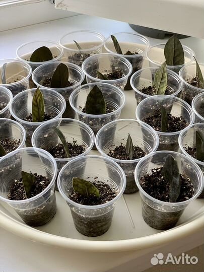 Замиокулькас черный равен