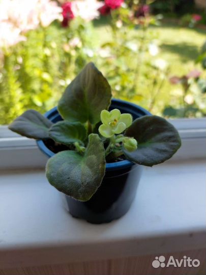 ФиалкаÉmerald Love(Эмералд Лав), E. Kolb