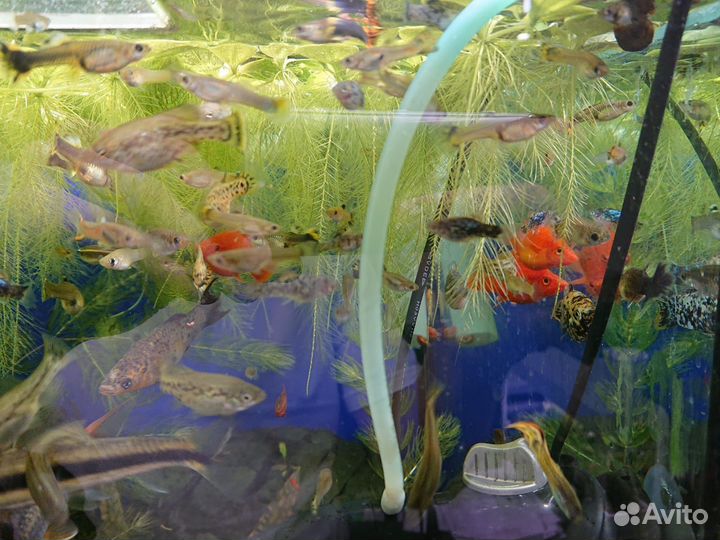 Рыбки аквариумные