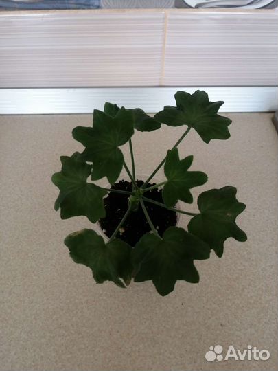 Пеларгония Ричард Хадсон