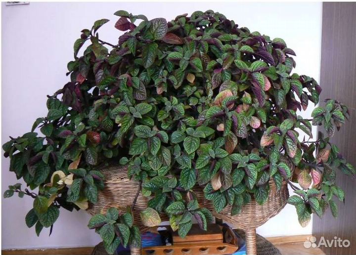 Плектрантус фиолетовый