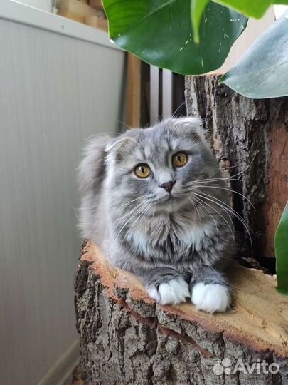 Шотландская вислоухая