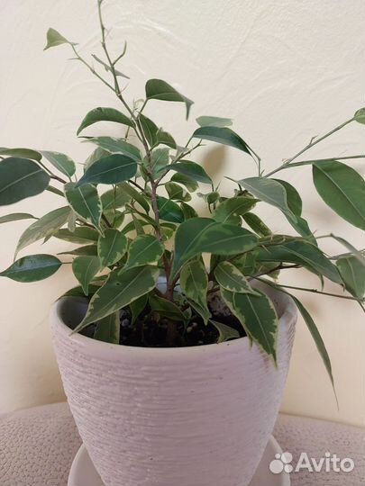 Фикус бенджамина пестролистный