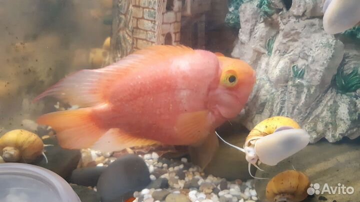 Рыба Попугай