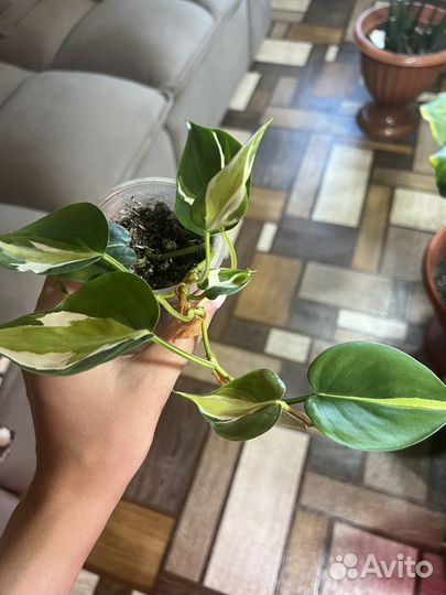 Филодендрон бразил триколор