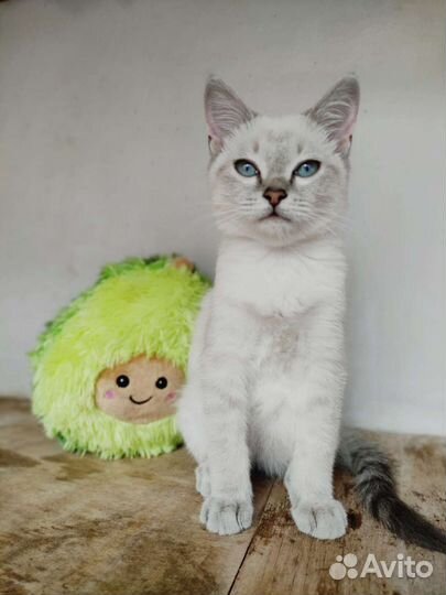 Роскошная красавица в добрые ручки