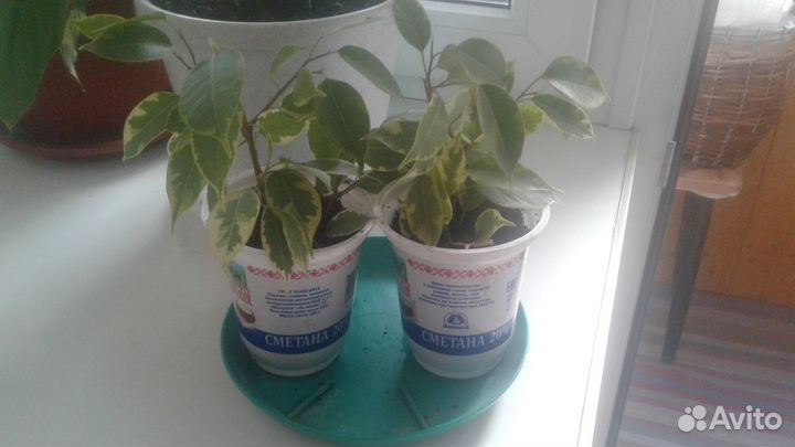 Фикус Бенджамина