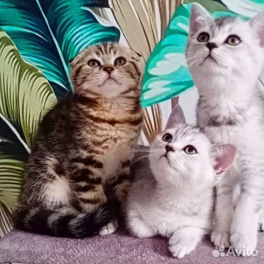 Шотландские котята