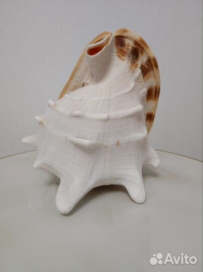 Ракушка морская большая