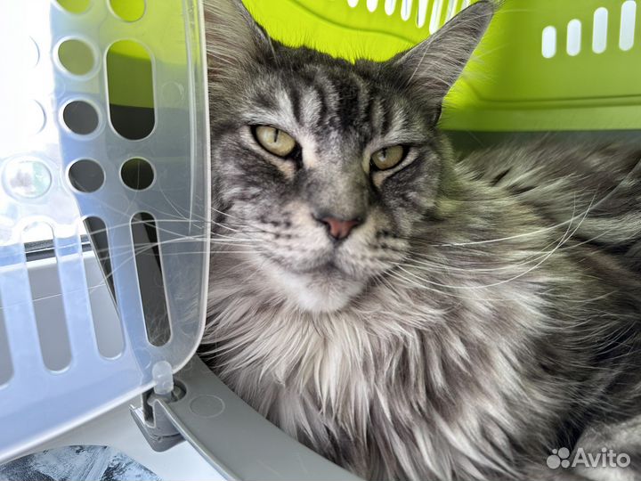 Усы мейнкуна