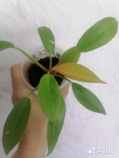 Филодендроны