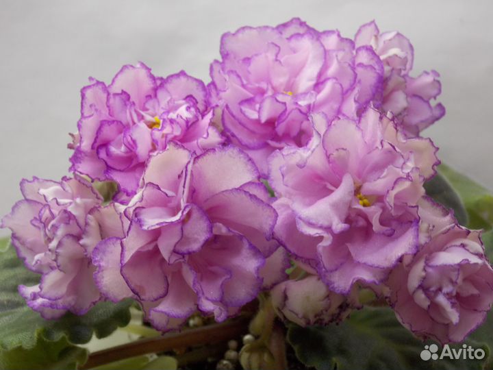 Листочки фиалок