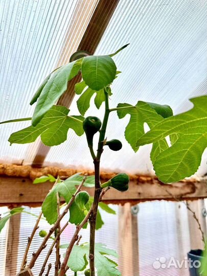 Саженцы инжира