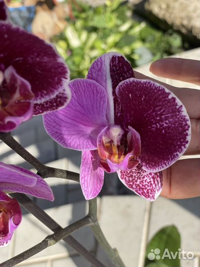 Фаленопсис Мультфлора Харли Квин