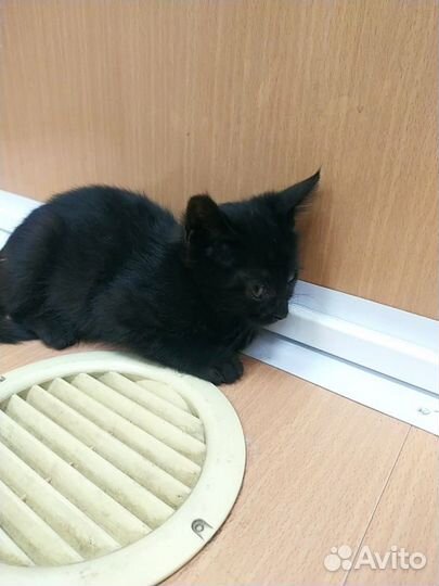 Котенок в добрые руки