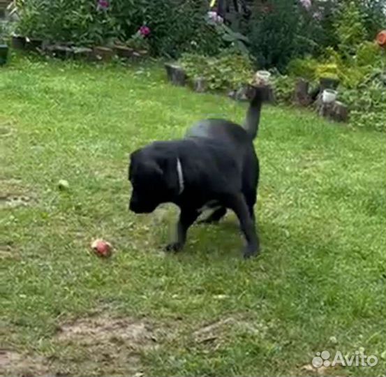 Собака Молли